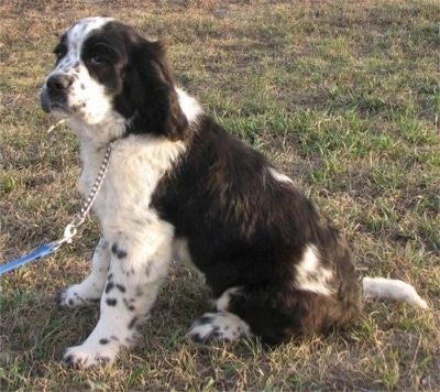 Left Profile - A black and white ticked Miniature Saint Bernard is sitting in grass and looking to the left.