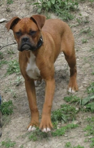 A brown with white Miniature Boxer is walking down a hill with patchy grass.