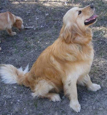 A Miniature Golden Retriever is sitting in dirt and looking up. Its mouth is open and tongue is out. There is another Miniature Golden Retriever behind it.
