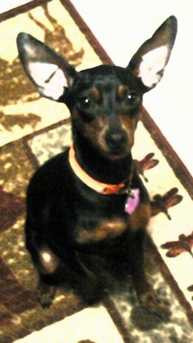 View from the top looking down - A large perk eared black with brown Miniature Pinscher is sitting on a rug and it is looking up.