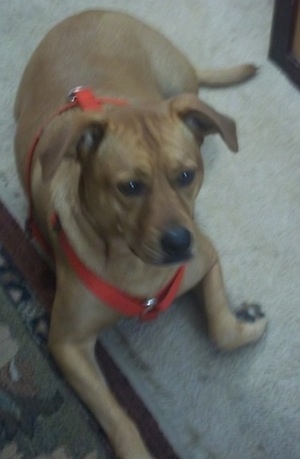 View from the front looking down at the dog - A tan Rhodesian Ridgeback/Pit Bull/Shar Pei mix breed dog is laying next to a rug and it is wearing an orange harness. It is looking forward.