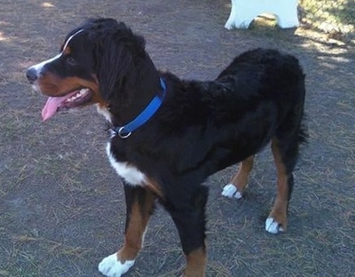 Side view - A black with brown and white Mountain Mastiff is standing outside and looking to the left. Its mouth is open and its tongue is out.