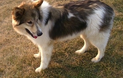 Side view from the top - A white with tan and black Native American Village Dog is standing outside in grass and it is looking at what is behind it. Its mouth is open and tongue is out.