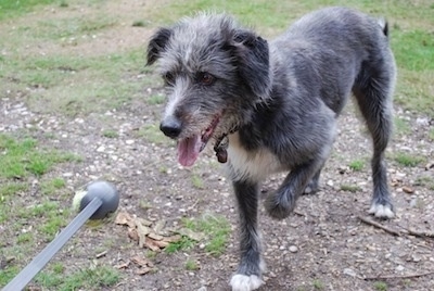 Front side view - A black with white Old Deerhound Sheepdog is standing in a dirt patch in grass and it is looking at a grey ball on a stick. Its mouth is open and tongue is out and its front paw is in the air.