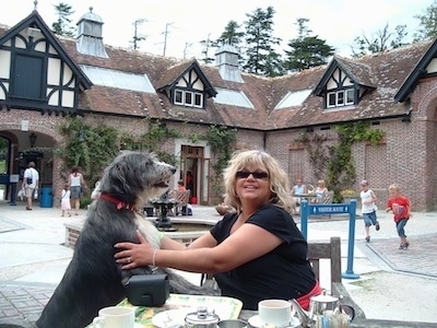 A black with white Old Deerhound Sheepdog is outside jumped up with its front paws on the lap of a lady who is sitting at a table at an outdoor restaurant. The lady is looking forward and the dog is looking at the lady.