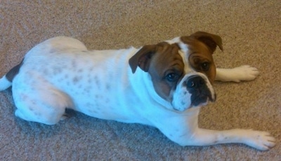 Right Profile view from above looking down at the dog - The back of a white with red Olde English Bulldogge that is laying across a carpet and looking up. The dog has brown ticking pigment spots on its white body and brown coloring symmetrically around each ear and eye and a spot at the base of its tail.