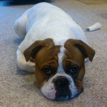 View from the front - A white with red Olde English Bulldogge is laying down on a tan carpet. There is a bone behind it.