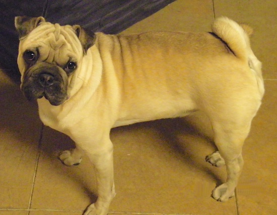 Left Profile view from above - A tan with black Ori Pei is standing on a brown wooden floor looking forward. Its head is slightly tilted to the right. It has wrinkles on its face and head, extra skin on its back and a ring tail that curls over its back.