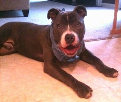 The front right side of an American Pit Bull Terrier that is laying across a kitchen floor, it is wearing a bandana, it is looking forward, its mouth is open and it lokos like it is smiling.