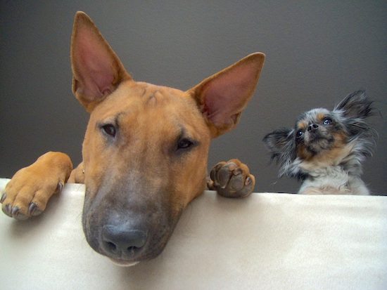 A long haired blue merle Chihuahua and a brown with white English Bull Terrier are hanging over the edge of a white ledge