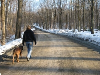 The back of a person that is wearing a black Hoodie and to the left of them is a brown dog. They are going on a no leash walk up a trail.