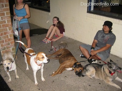 Two girls and a boy are standing and sitting on concrete outside at a shopping center. They have four dogs and a puppy with them.