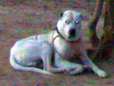 Side view - A white with black and tan Pakistani Bull Dog is tied up laying next to a tree and it is looking forward.