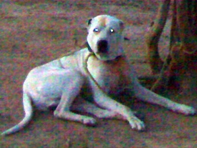 Side view - A white with black and tan Pakistani Bull Dog is laying in dirt tied to a tree with a twine rope looking forward.