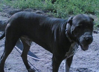 http://www.dogbreedinfo.com/images24/PakistaniBullDogGullDongTerrDBI2.jpg