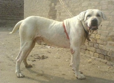 Pakistani Bull Dog Information and Pictures, Gull Dong