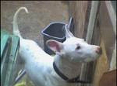 Close up - A white Pakistani Bull Terrier is standing in front of a counter looking up.