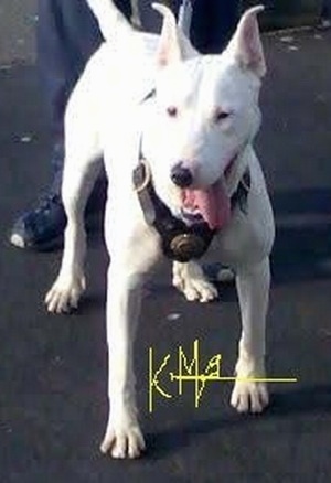   Moothi, the Gull Terr (Pakistani Bull Terrier) female. Owned by Kalile (from U.K). She was imported from Pakistan. 