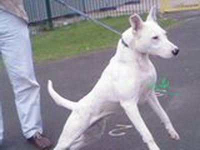 A white Pakistani Bull Terrier on a leash pulling so hard its front paws are in the air. It is on a blacktop surface.