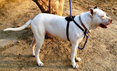 Jango the Pakistani Bull Terrier (Gull Terrier) at about 3 years old living in Bahawalpur, Punjab, Pakistan. 