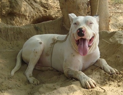 Jango the Pakistani Bull Terrier (Gull Terrier) at about 3 years old living in Bahawalpur, Punjab, Pakistan.