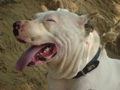   Jango the Pakistani Bull Terrier (Gull Terrier) at about 3 years old living in Bahawalpur, Punjab, Pakistan.