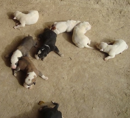 View from the top looking down at the dog of a litter of newborn Pakistani Bull Terrier puppies sniffing there new environment.