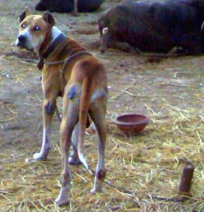 The backside of a brown with white Pakistani Mastiff dog standing in dirt that is covered in hay looking back at the camera. There are cattle laying on the ground in front of it.