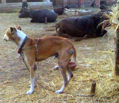 Left Profile - A crop-eared, red with white Pakistani Mastiff dog is tied to a stake standing in dirt that is covered in hay and it is looking left. There is a herd of cattle tied to posts laying down behind it.