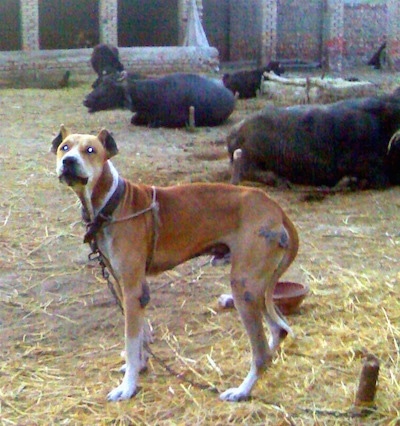 Pakistani Bully Kutta (Pakistani Mastiff)