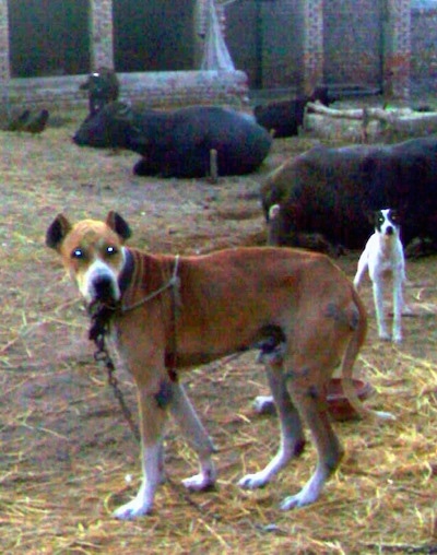 Left Profile - A crop-eared, red with white Pakistani Mastiff dog is tied to a stake standing in dirt that is covered in hay looking forward. Behind it is another smaller white with black dog and a herd of cattle who are also tied up. The cattle are all laying down.