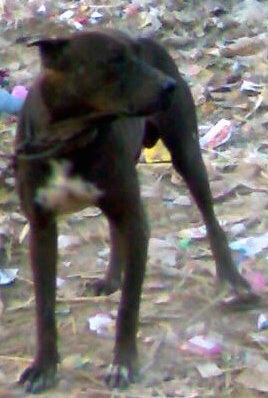 A brown with white Pakistani Mastiff is standing in dirt and there is trash all over the ground. It is looking to the right.