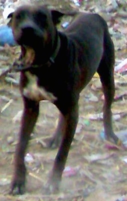 Front view - A brown with white Pakistani Mastiff is standing in dirt and there is trash all over the ground.