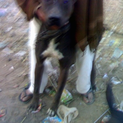Front view - A brown with white Pakistani Mastiff dog is standing in dirt and there is trash all over the ground. There is a man in white pants a brown shirt and blak flip flops standing over top of it.