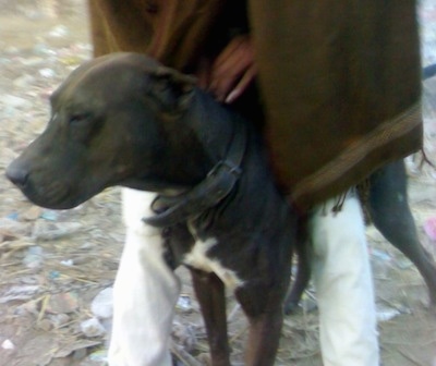 A brown with white Pakistani Mastiff dog is standing in dirt and there is trash all over the ground. There is a man in white pants and a brown shaw standing over top of it. It is looking to the left.