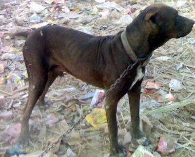 Right Profile - A brown Pakistani Mastiff is connected to a chain standing in rubble  looking to the right.