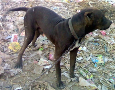 Side view - A brown Pakistani Mastiff is on a chain standing on top of trash looking to the right.
