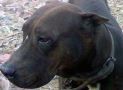 Close up head shot - A brown Pakistani Mastiff is standing on top of a bunch of trash looking to the left