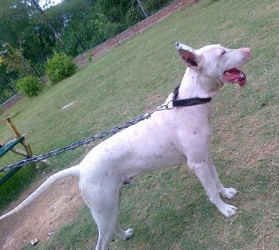Right Profile - A white Pakistani Bull Terrier is on a chain standing in patchy grass looking forward. Its mouth is open and its tongue is hanging out to the left side.