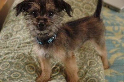 Close up side view - A small breed, scruffy looking, black with tan and white Papi Tzu puppy is standing on a bed and in the background there is a closed Macbook. The dog is the color of burnt toast.