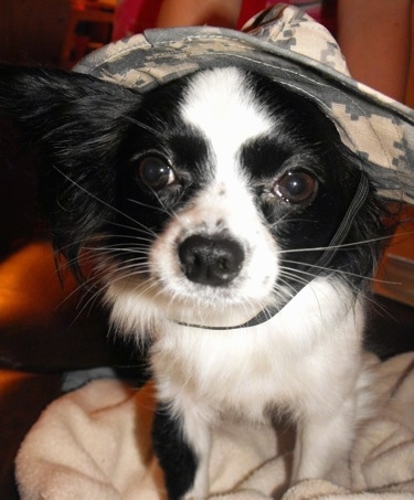 Close up front view - A black and white Papillon wearing an army camo hat standing on a white blanket.
