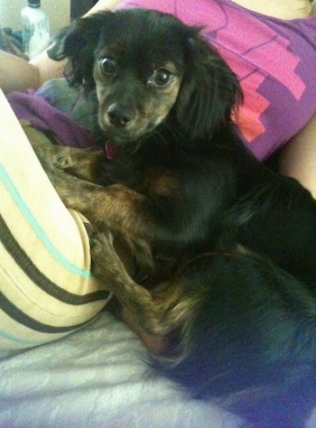 Close up side view - A black and tan Papshund dog is laying across the stomach of a girl wearing a purple and pink shirt and tan pants with teal and black stripes on them laying on a bed.