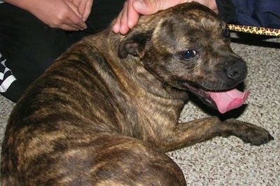 Close up - The backside of a brown brindle Patton Terrier that is laying on a hardwood floor in a circle and it is looking up. Its mouth is open and tongue is out. There are people petting it.