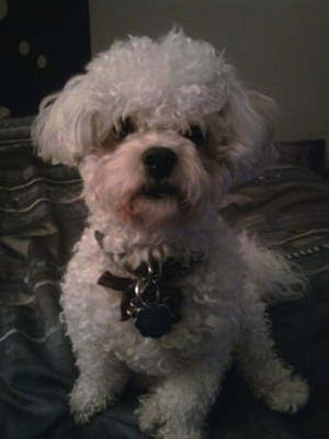 Front view - A curly coated, white Peke-A-Chon is sitting on a bed  looking forward.