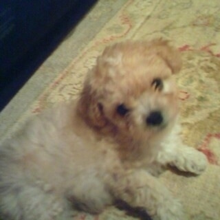 Close up side view - A wavy-coated  white with tan Peke-A-Chon puppy is laying on a rug looking up.