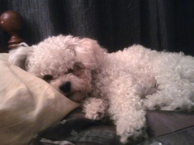 Side view - A curly coated white Peke-A-Chon is laying on its right  side with its head on a white pillow looking forward.