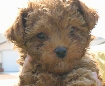 Close up head shot - A curly coated, red Peke-a-poo puppy is laying on top of a person looking forward.