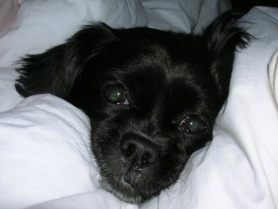 Close up head shot - A black Peke-a-poo dog is wrapped up in a white blanket.
