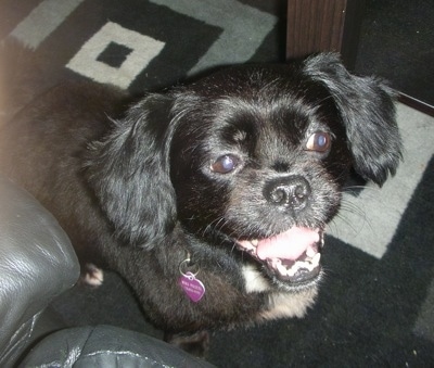 Close up head and upper body shot - A black Peke-a-poo dog is standing in front of a black leather couch and it is looking up.