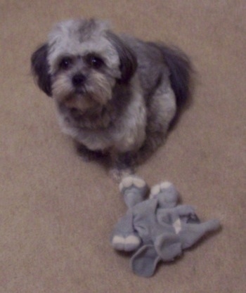 View from above looking down at the dog - A gray with black Peke-a-poo dog is sitting on a tan carpet next to a grey and white elephant plush toy. It is looking up.